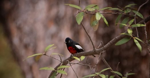 Smugglers'_Roost_El_Paso_Audobon